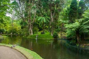 Terra Nostra Park in the Azores is a large botanical garden with a huge variety of plants and trees and with lakes, streams and a pool of volcanic origin. photo