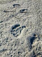 Natural monument of fossil dinosaur footprints in Serra D 'Aire in Pedreira do Galinha, in Portugal. A pedagogical circuit was created at the site, where visitors can see and touch the footprints photo