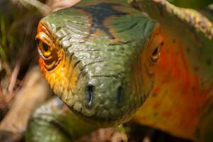 dino parque, dinosaurio tema parque en lourinha, Portugal foto