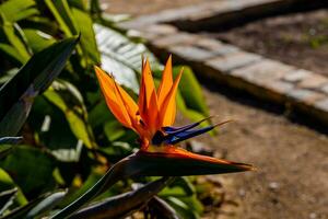 orange flower of strelitzia reginae in a fenced garden in warm sunlight photo