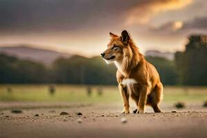 a dog is standing on a dirt field at sunset. AI-Generated photo