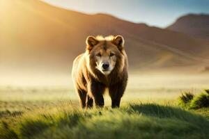 un león caminando en el césped a puesta de sol. generado por ai foto