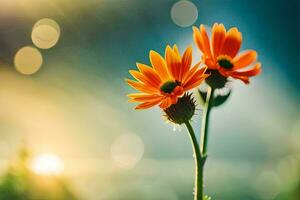 two orange flowers are in front of a sun. AI-Generated photo