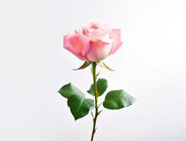 Beautiful rose flowers on flat background, top view. Space for text photo