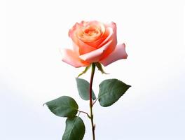 Beautiful rose flowers on flat background, top view. Space for text photo