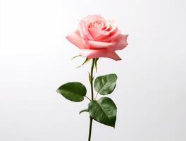 Beautiful rose flowers on flat background, top view. Space for text photo