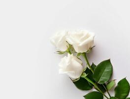 Beautiful rose flowers on flat background, top view. Space for text photo