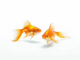 Close up Photo of a Goldfish with copy space, Golden Beauty