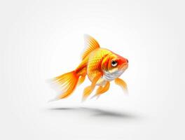 Close up Photo of a Goldfish with copy space, Golden Beauty