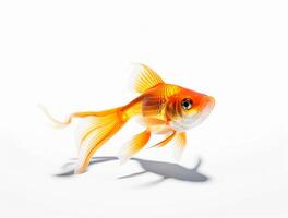 Close up Photo of a Goldfish with copy space, Golden Beauty