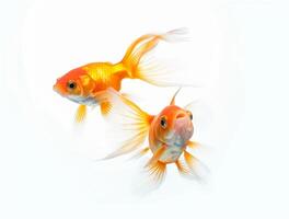 Close up Photo of a Goldfish with copy space, Golden Beauty
