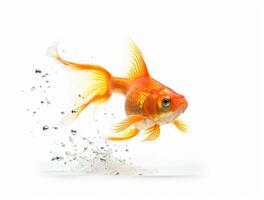 Close up Photo of a Goldfish with copy space, Golden Beauty