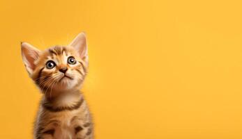 Cute and Playful Adorable Cat Photo with copy space