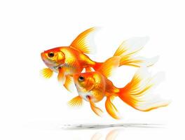 Close up Photo of a Goldfish with copy space, Golden Beauty