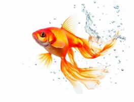 Close up Photo of a Goldfish with copy space, Golden Beauty