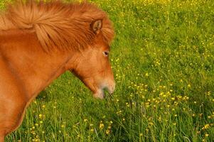 típico caballo desde el isla de Islandia foto