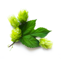 fresh hop seed cones and leaves collection with real transparent shadow isolated on transparent background, png food design element