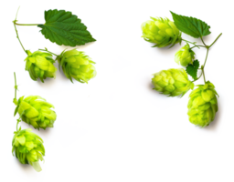 fresh hop seed cones and leaves collection with real transparent shadow isolated on transparent background, png food design element