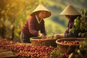 hembra vietnamita agricultores cosecha arábica café bayas robusta por mano. generativo ai foto