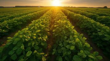 Potatoes in a green field. Generative Ai photo