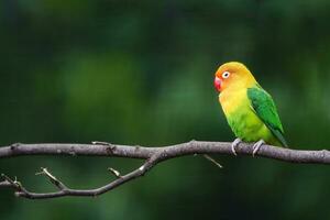 Fischers lovebird on branch in zoo photo