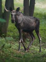 Portrait of Moose in zoo photo