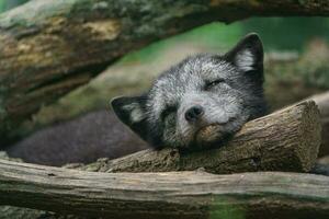 Arctic fox sleeping in zoo photo