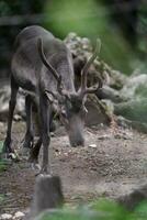 Portrait of Reindeer in zoo photo