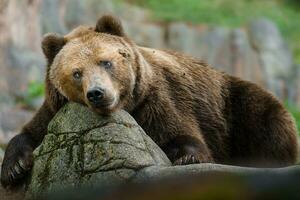 Kamchatka brown bear resting on rock photo