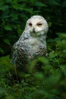 Portrait of Snowy owl in zoo photo