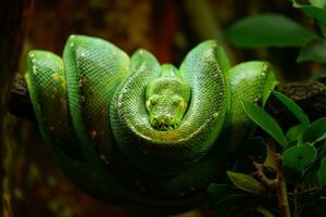 Green tree python in terrarium photo