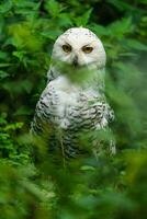 Portrait of Snowy owl in zoo photo