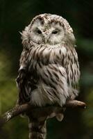 Portrait of Ural owl on branch photo