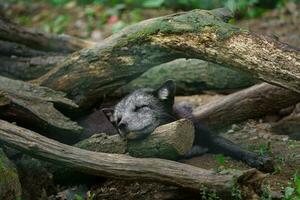Arctic fox sleeping in zoo photo