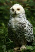 Portrait of Snowy owl in zoo photo