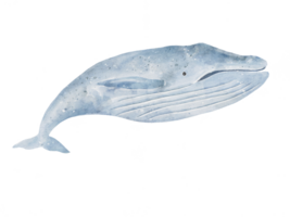 set of Blue whale drawing in watercolor isolated on transparency background png