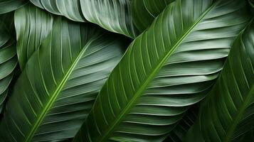 Tropical green palm leaves Design on background, Summer background, AI Generative photo