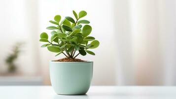 Indoor Small plant in pot on background, copy space, AI Generative photo