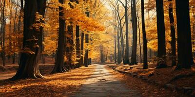 Autumn forest Scenery with road and warm sunlight shine through branches of trees, colorful nature, AI Generative photo