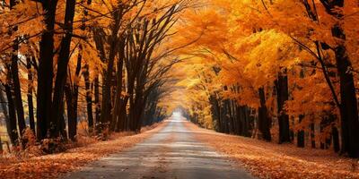 Autumn forest Scenery with road and warm sunlight shine through branches of trees, colorful nature, AI Generative photo