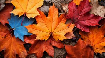 Colorful autumn leaves background, Multicolor maple leaves background. High quality resolution picture, AI Generative photo