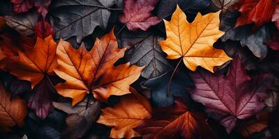 Colorful autumn leaves background, Multicolor maple leaves background. High quality resolution picture, AI Generative photo