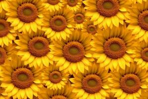 beautiful sunflower background neatly arranged. generative ai photo