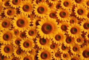 beautiful sunflower background neatly arranged. generative ai photo