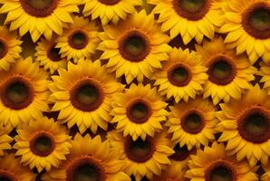 beautiful sunflower background neatly arranged. generative ai photo