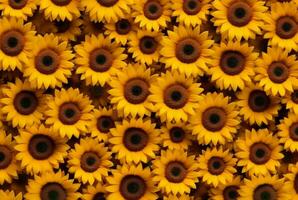 beautiful sunflower background neatly arranged. generative ai photo