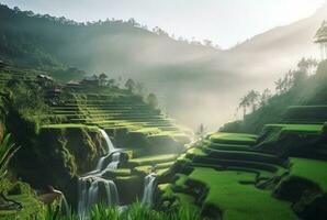 view of rice field in sunny morning. generative ai photo