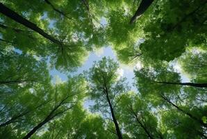 Looking up at the green tops of trees. generative ai photo