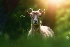 goat in the green grass of the garden with blurred background. generative ai photo