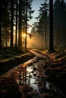 Moody forest landscape with light beams filtering through trees photo